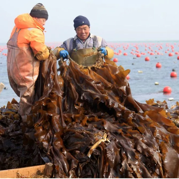 新鲜海带